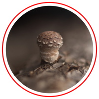 mushroom