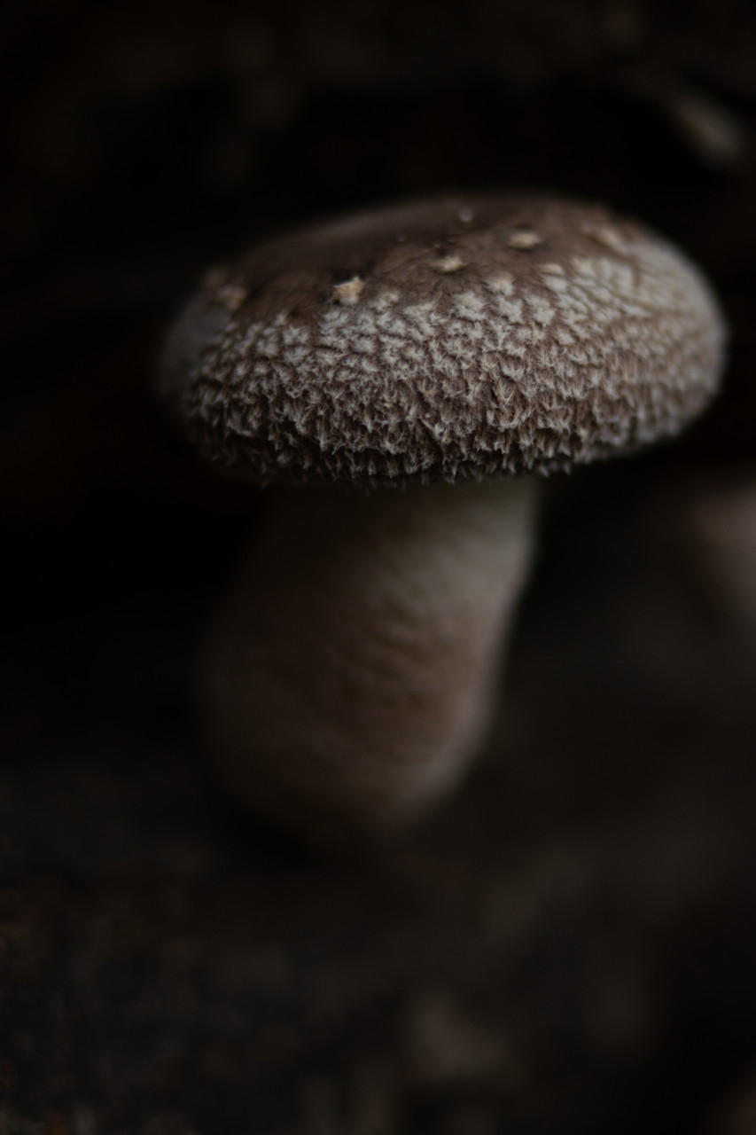 0063