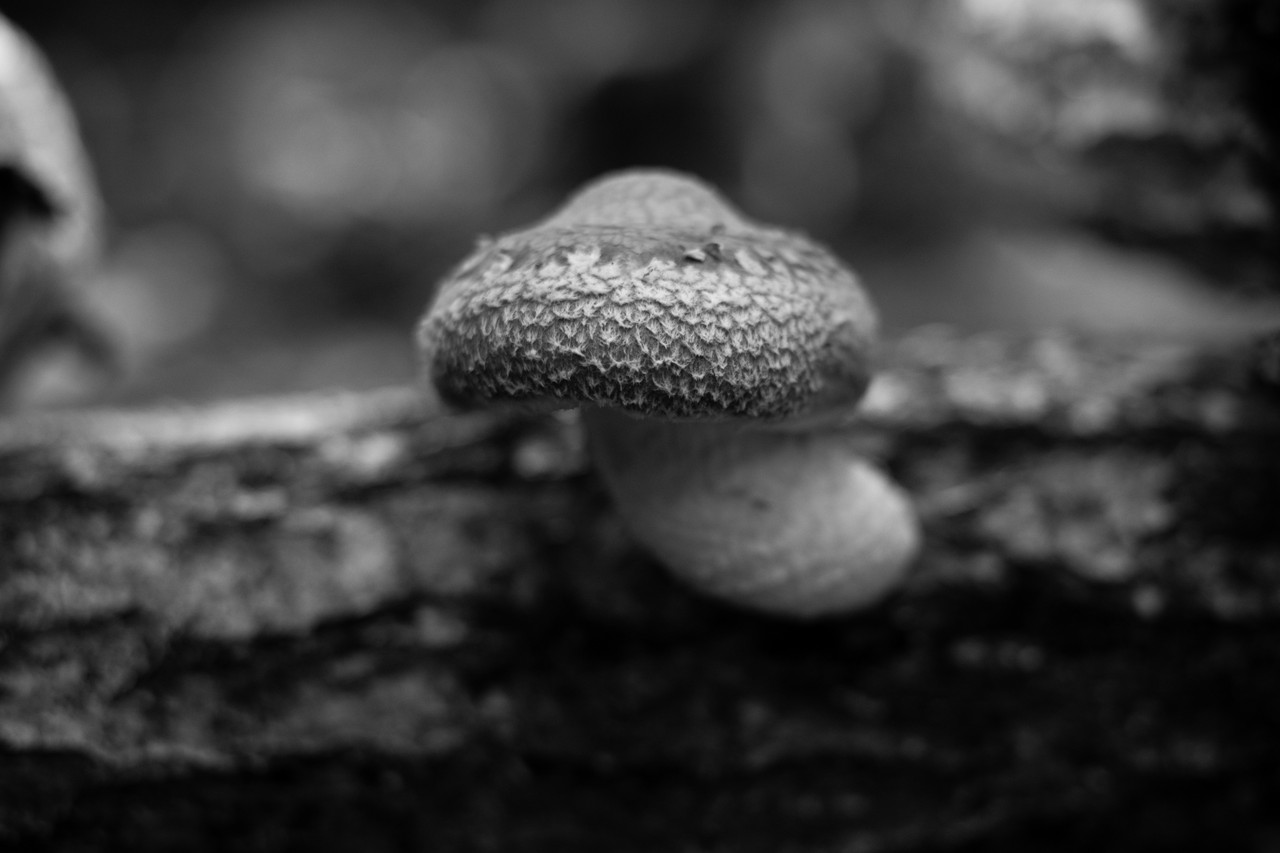 0065