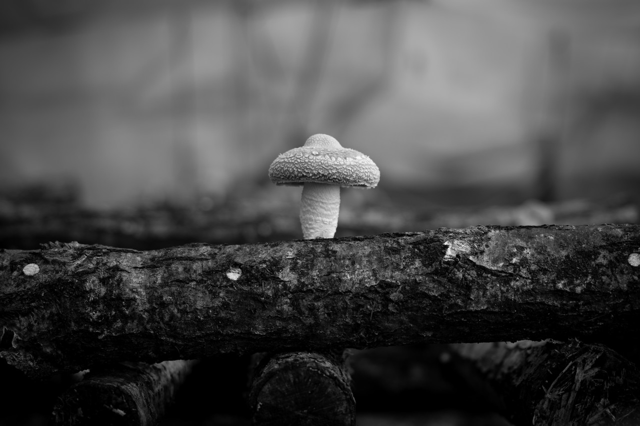 0067