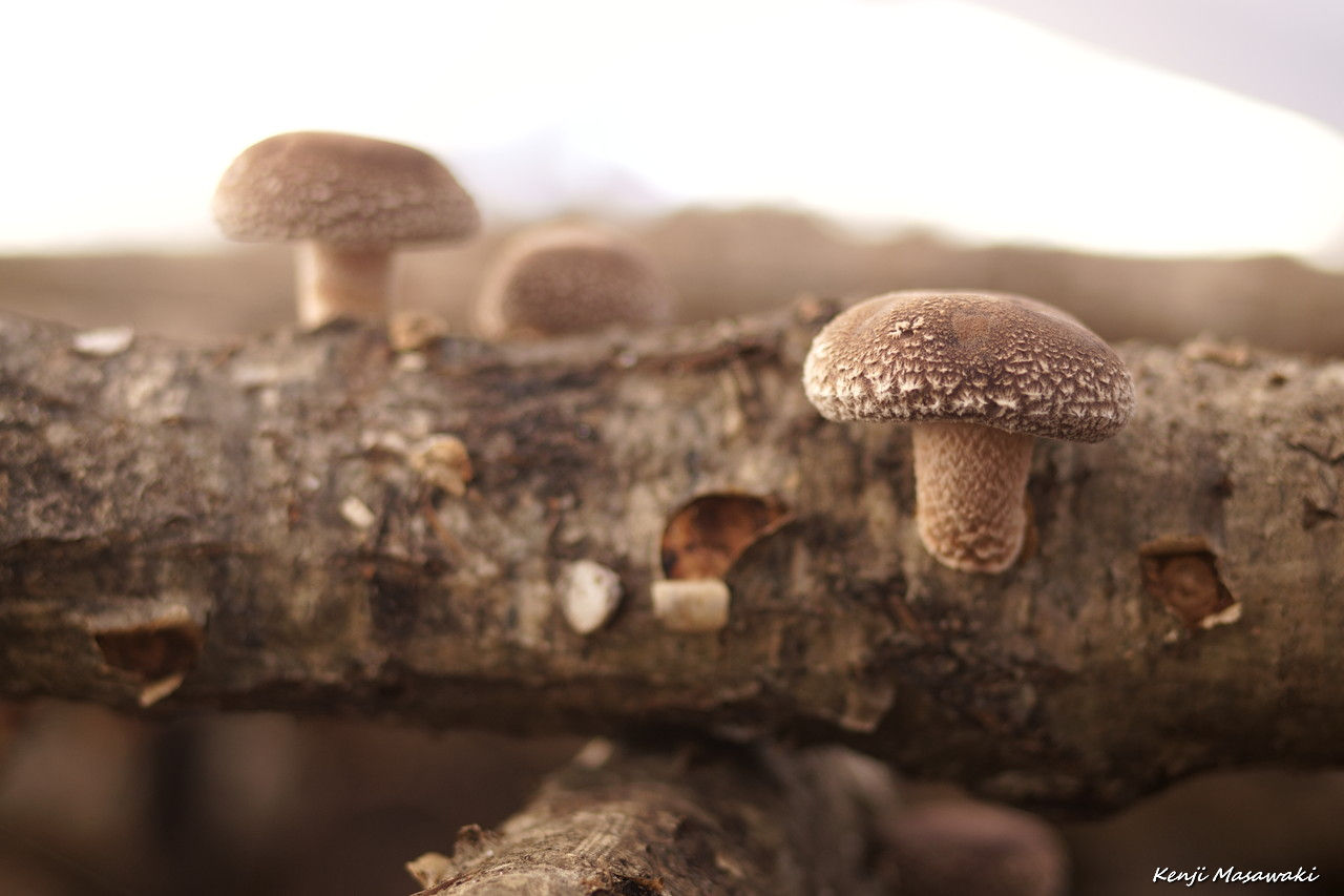 3848