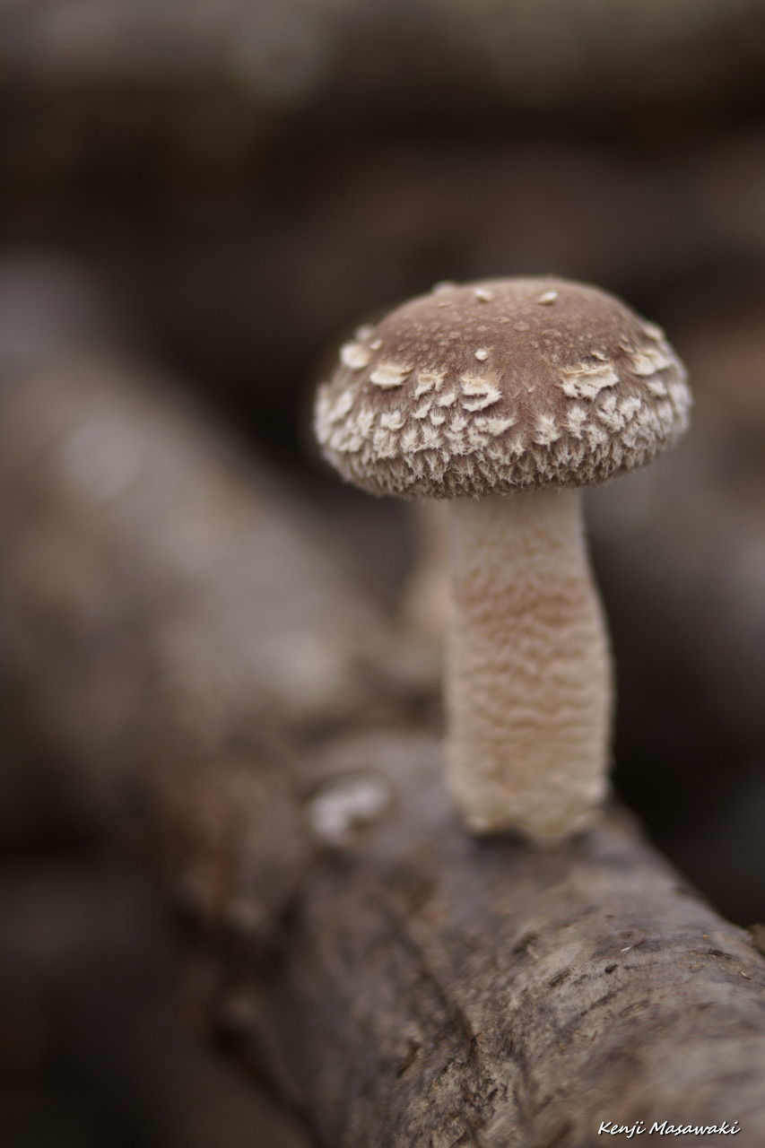 4177