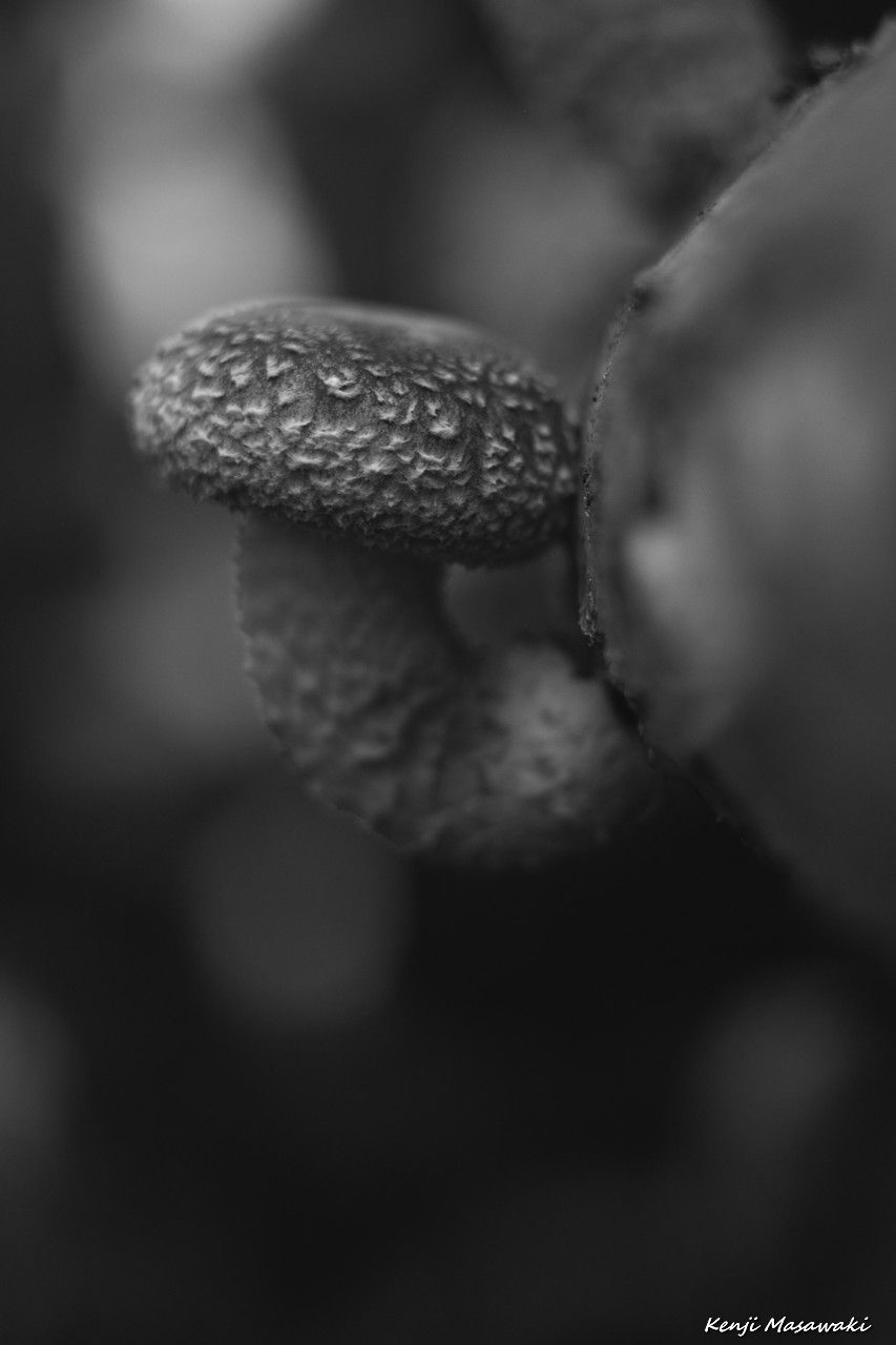 4230