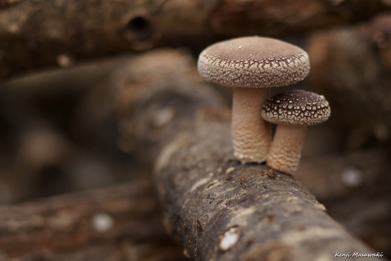 4330