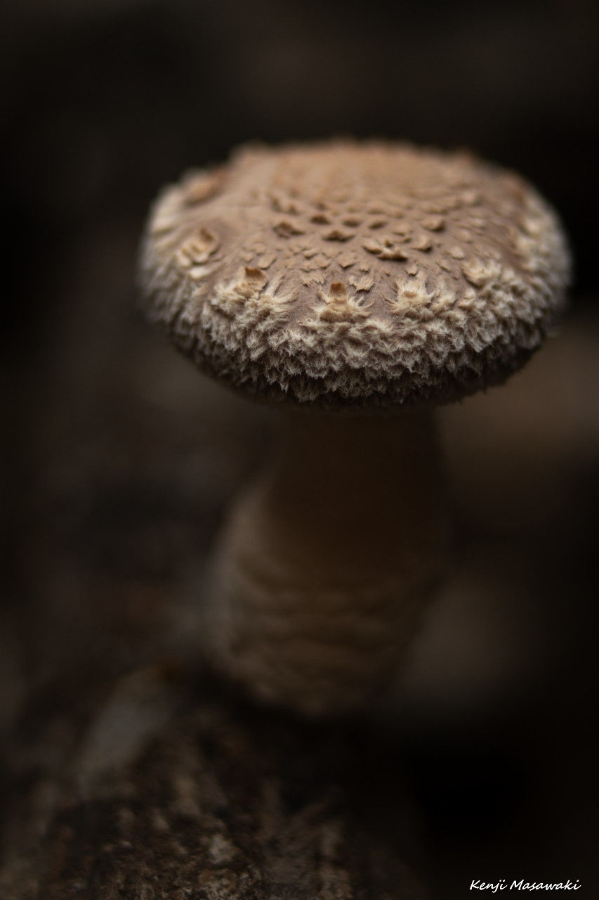 6503