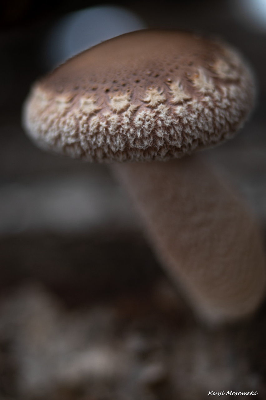 6517