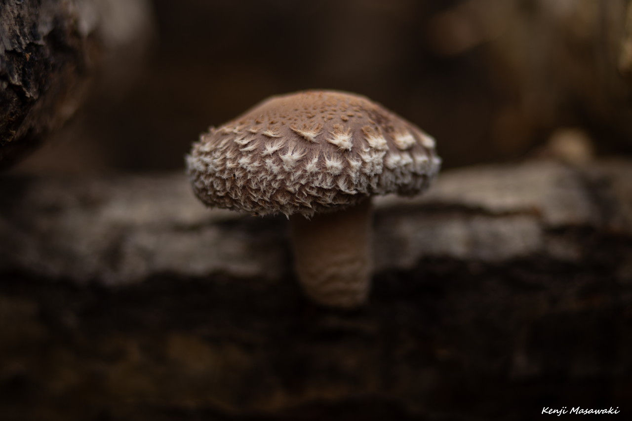 6748