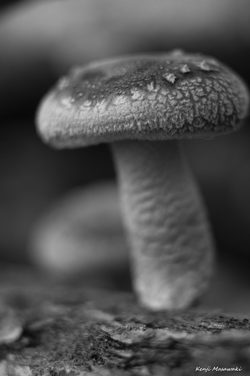 7181