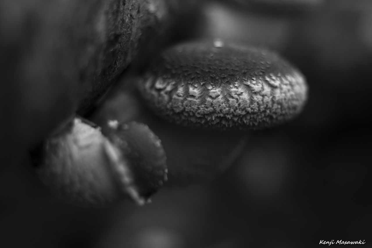 7441