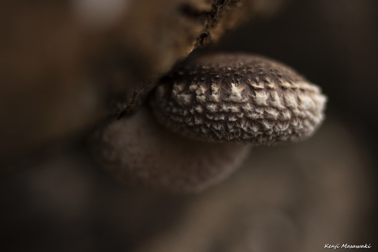 7463