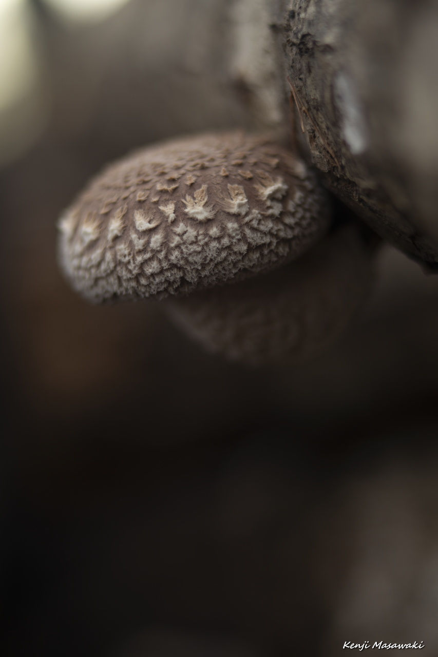 7503