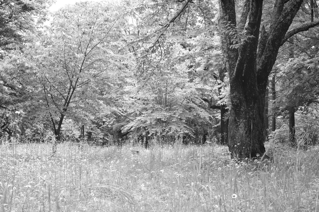 1959