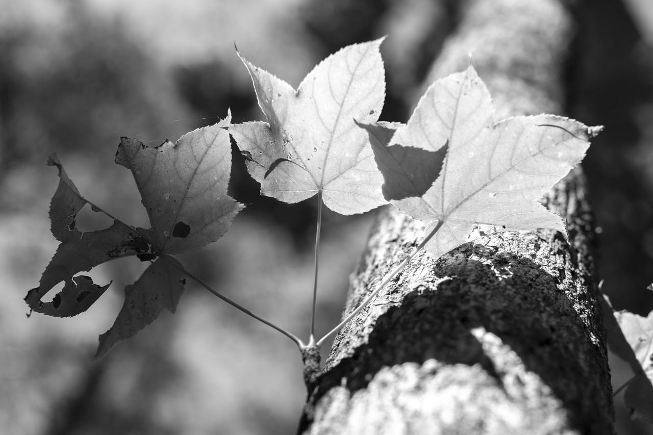 2438